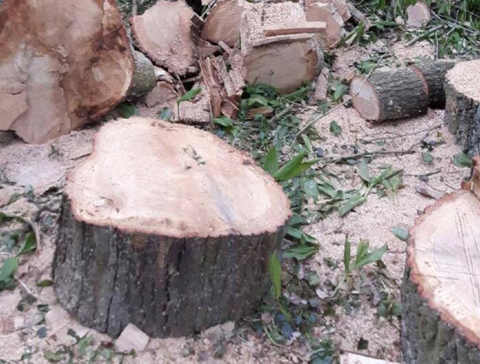 wycinka drzew, drzewa, ustawa o ochronie przyrody, sejm, ministerstwo środowiska