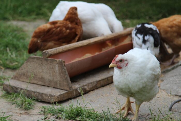 produkcja drobiu, rynek mięsa, komisja europejska