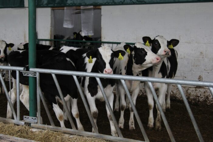 Działpol, krowy mleczne, biogazownia, jałówki
