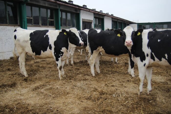 jałówki, pfhbipm, refundacja kosztów zakupu, bydło mleczne