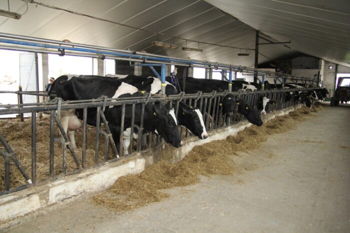Działpol, krowy mleczne, biogazownia, jałówki