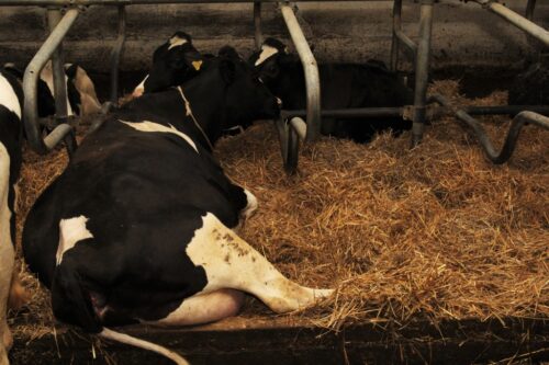 Działpol, krowy mleczne, biogazownia, jałówki