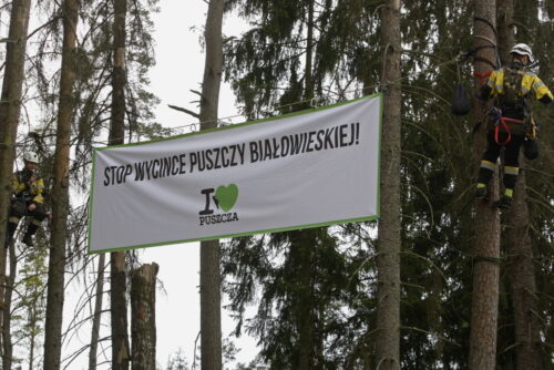 puszcza białowieska, wycinka puszczy białowieskiej, komisja europejska, jan szyszko, ministerstwo środowiska, greenpeace
