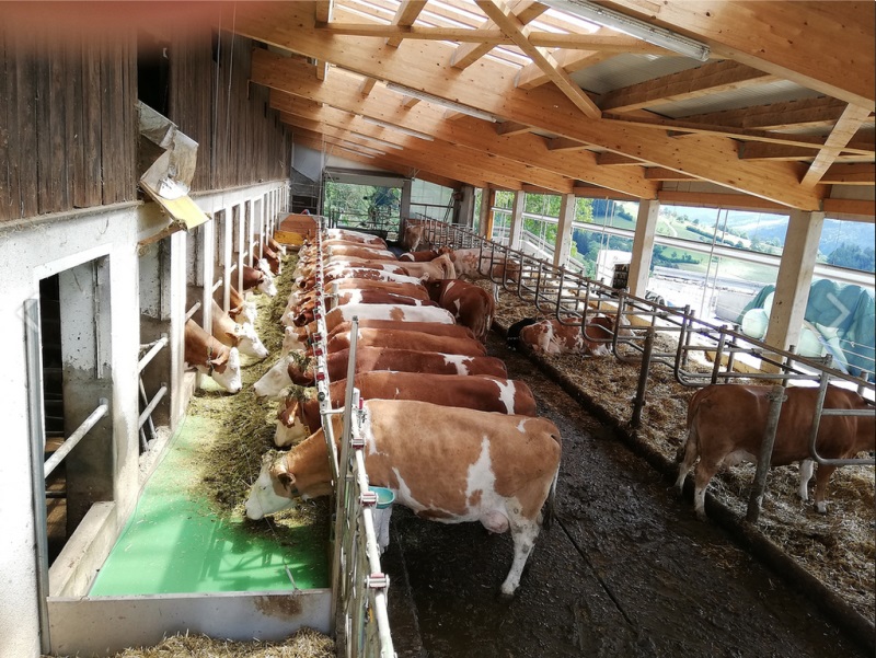 Feedstar, Agrotech Junoszyn, automatyczne żywienie krów, TMR, krowy mleczne, taśma, mieszalnik paszy, pasza resztkowa