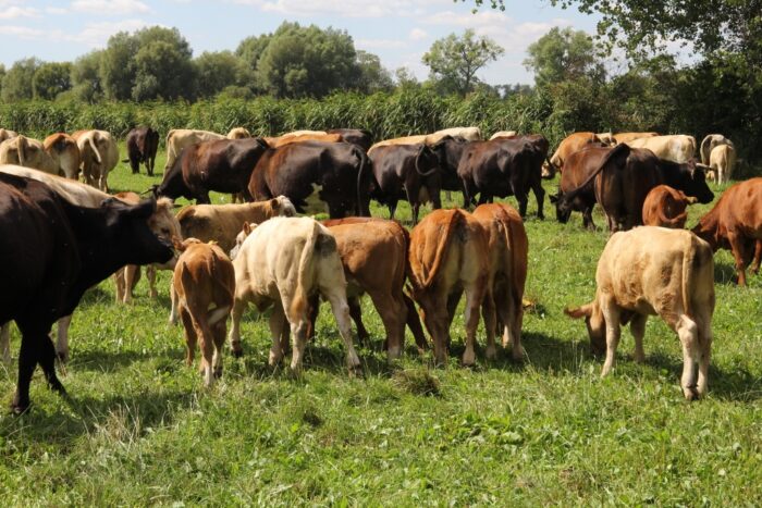 małe ubojnie zwierząt w gospodarstwach, jan krzysztof ardanowski,kolno, sprzedaż mięsa przez rolników