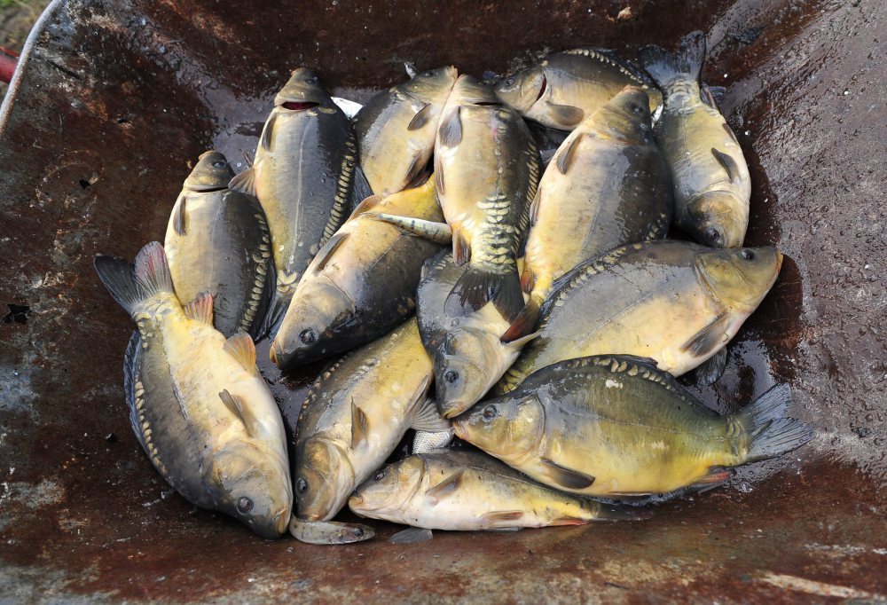 rybactwo śródlądowe, hodowcy karpia, karp, dorota niedziela, krzysztof jurgiel, marek Gróbarczyk