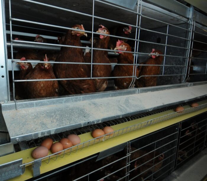 jaja, produkcja jaj, kury nioski, drób, system klatkowy, system wolnowybiegowy