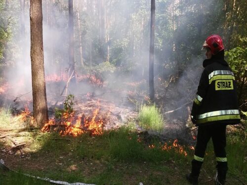lasy, pożary lasów, lasy państwowe, fotopułapka, straż leśna, straż pożarna