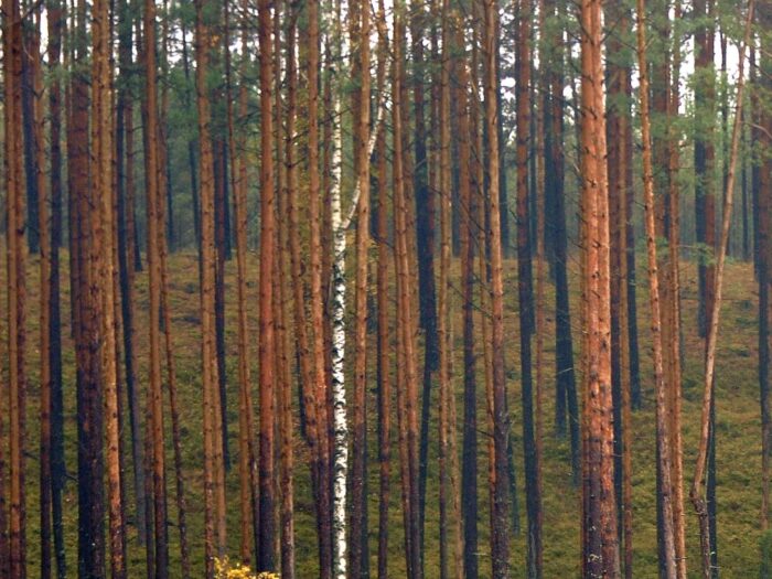 ustawa o lasach, lasy, grunty leśne, sprzedaż gruntów leśnych, lasy państwowe, sejm, kukiz'15