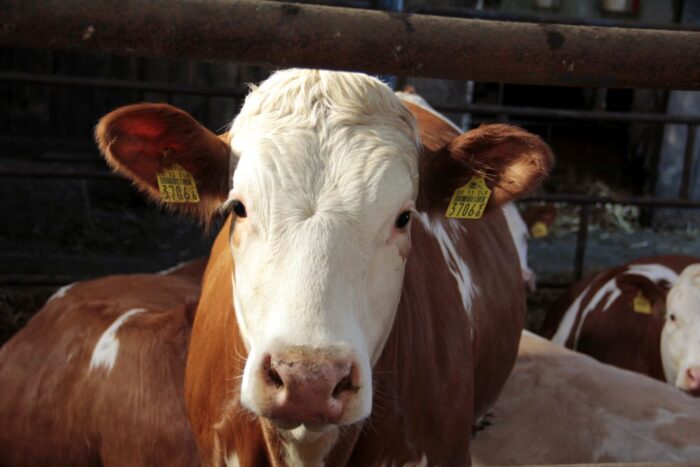 Jerzy Wierzbicki , Polskie Zrzeszenie Producentów Bydła Mięsnego, copa-cogeca, promocja mięsa
