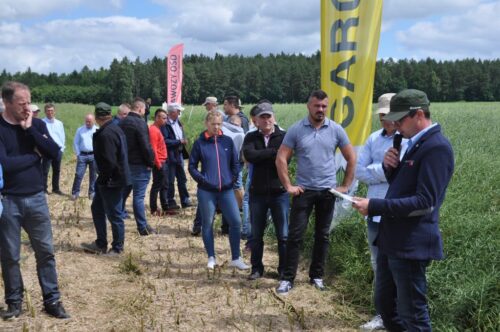 osadkowski, zielin, pomorze zachodnie, zielona pola lato