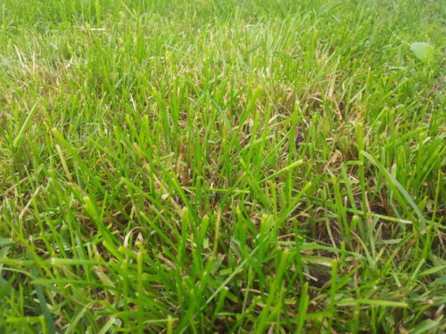 pastwisko, łąka, trawa