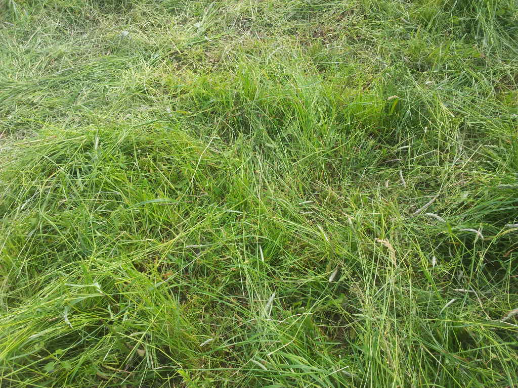 pastwisko, łąka, trawa