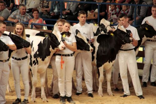 młodzi hodowcy, Szepietowo, jałówki, PFHBiPM