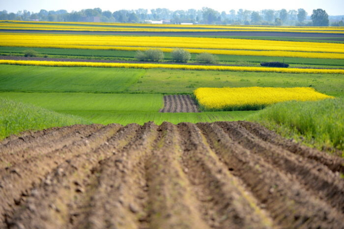 susza rolnicza, deficyt wody, stan upraw, Klimatyczny Bilans Wodny, Instytut Uprawy Nawożenia i Gleboznawstwa