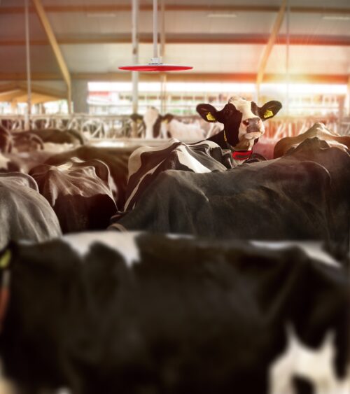 Aplikacja Lely - CowLocator