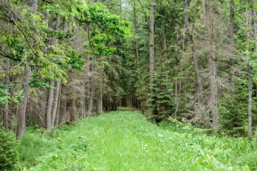 Puszcza Białowieska, ministrer środowiska, wycinka drzew, puszcza