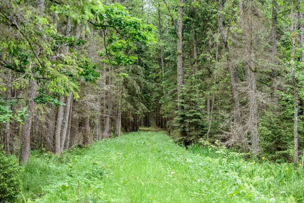 Puszcza Białowieska, ministrer środowiska, wycinka drzew, puszcza