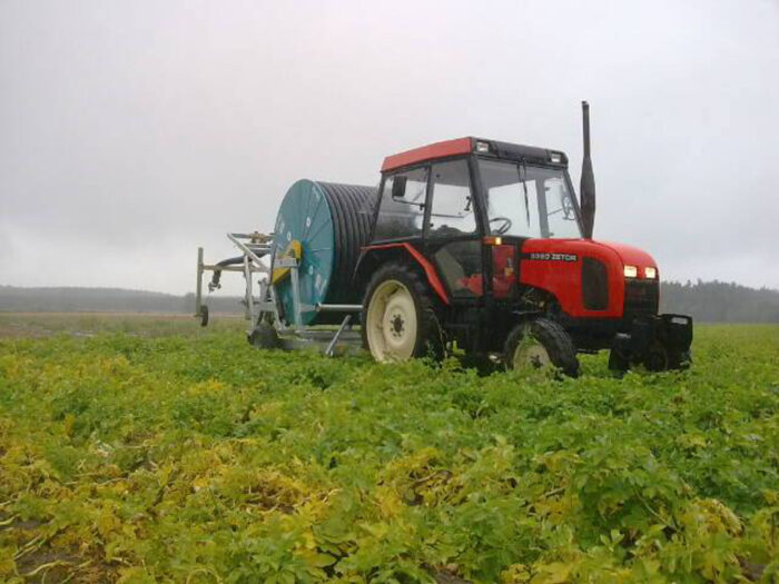 ziemniaki, nawadnianie