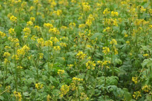 rzepak, canola, euronext w paryżu, cbot w chicago