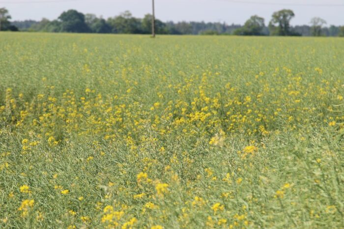 rzepak, canola, euronext w paryżu, cbot w chicago