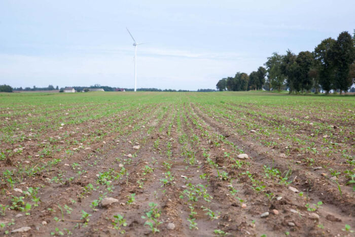 Juliusz Młodecki, Polska Koalicja Biopaliw i Pasz Białkowych, biopaliwa, Adam Stępień