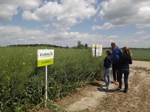 Demonstracyjne Pola Rzepaku, rzepak, plebania wola, lubelszczyzna, uprawa rzepaku, soja