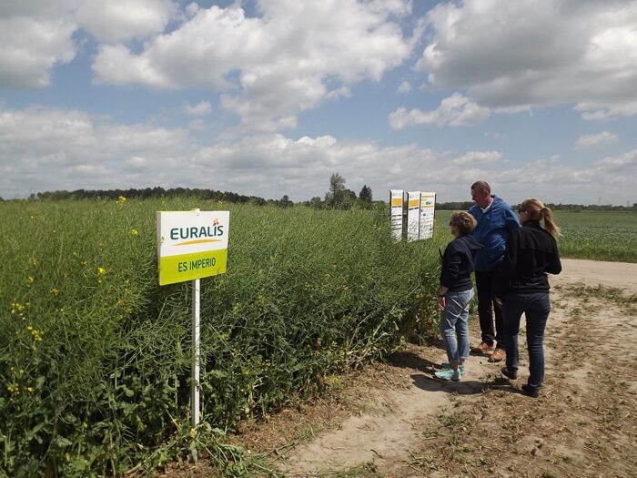 Demonstracyjne Pola Rzepaku, rzepak, plebania wola, lubelszczyzna, uprawa rzepaku, soja
