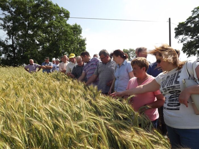Stacja Doświadczalnej Oceny Odmian COBORU w Seroczynie, seroczyn, mazowsze, odmiany roślin