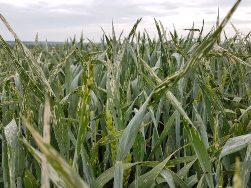 skrzypionki, mszyce, szkodniki zbóż ozimych, zwalczanie szkodników zbóż ozimych, łokaś garbatek, ciepłolubne pluskwiaki