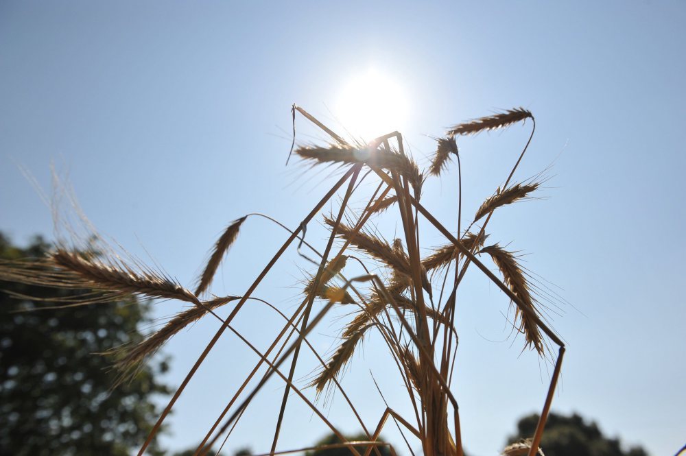 susza rolnicza, deficyt wody, stan upraw, Klimatyczny Bilans Wodny, Instytut Uprawy Nawożenia i Gleboznawstwa
