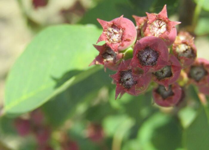 świdośliwa, sadownictwo, owoce, uprawa świdośliwa, sad, krzewy