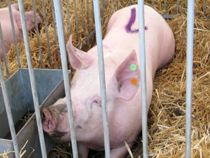 świnie, trzoda chlewna, znakowanie świń, kolczykowanie świń, krir, ministerstwo rolnictwa