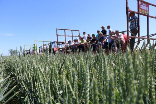 Väderstad , poletka doświadczalne, Twardawa 2017