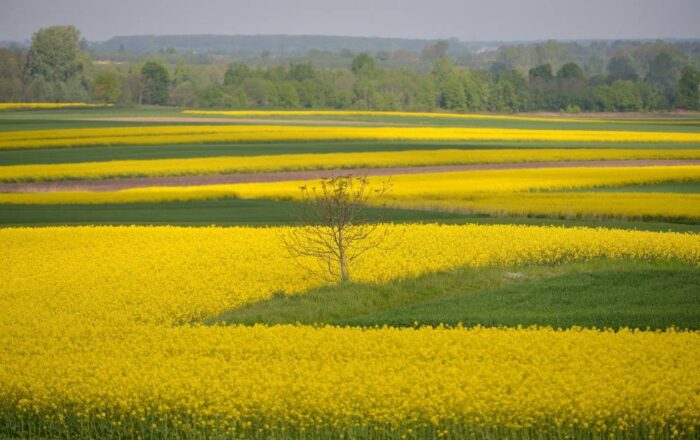 strategie grains, unijny eksport zbóż, rynek zbóż, pszenica