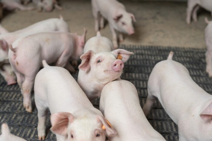 antybiotyki, pasze nonGMO, tuczniki, trzoda chlewna