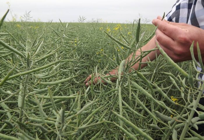 Osadkowski, uprawa, pszenica, rzepak, Dzień Pola w Wasylowie, lubelskie