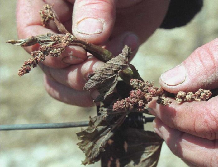 winiarstwo, winnice, produkcja winogron, produkcja wina, ewa wawro, fundacja Galicja Vitis, podkarpacie