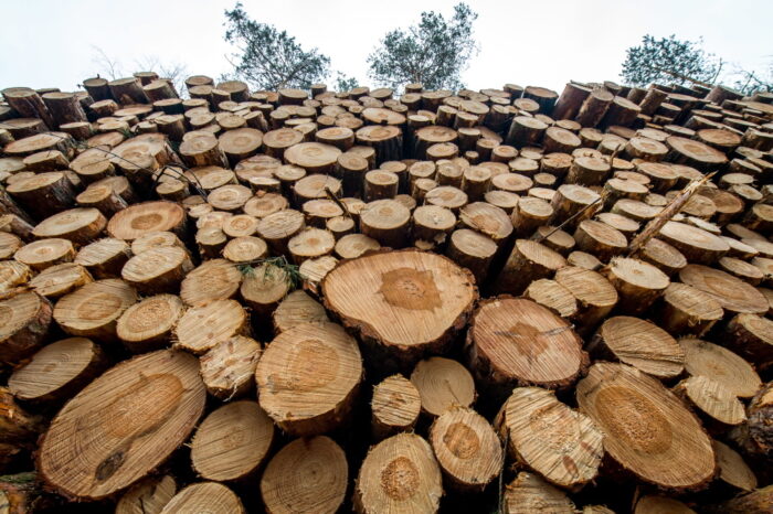 wycinka drzew, wycinka krzewów, opłaty za wycinkę drzew i krzewów, drzewa, krzewy