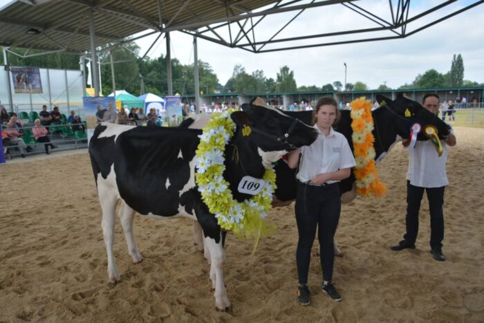 Bratoszewice, XXIX edycja Wojewódzkiej Wystawy Zwierząt Hodowlanych, bydło mleczne, bydło, konkurs
