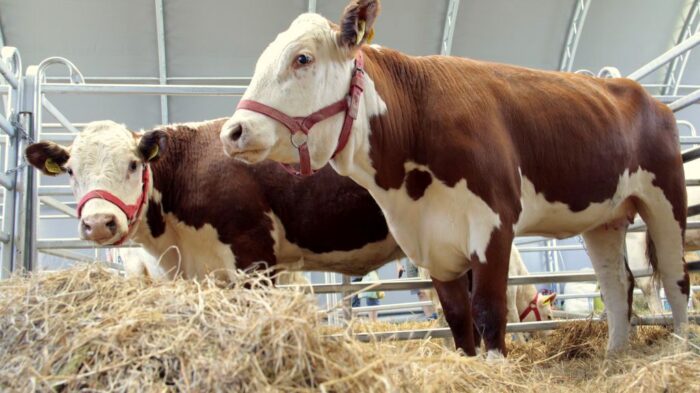 wystawa bydła mięsnego, Lubań