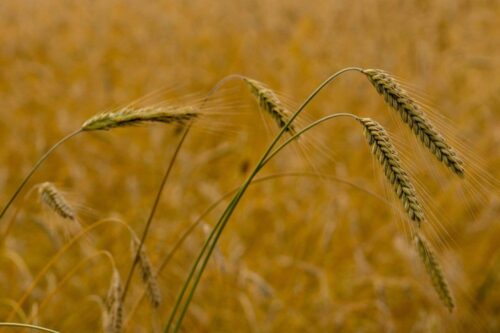 zboża, zbiory zbóż, Instytut Ekonomiki Rolnictwa i Gospodarki Żywnościowej, siewy zbóż jarych