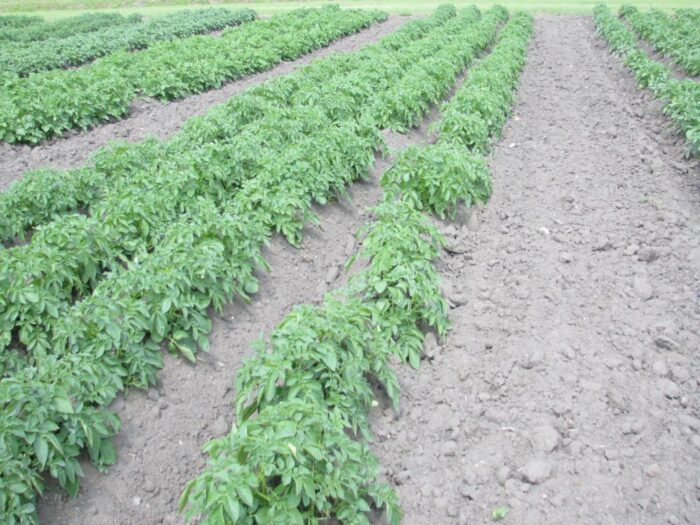 ziemniaki, zbiory ziemniaków, uprawa ziemniaków, hodowla ziemniaków, Izba Rolnicza Województwa Łódzkiego, rumunia