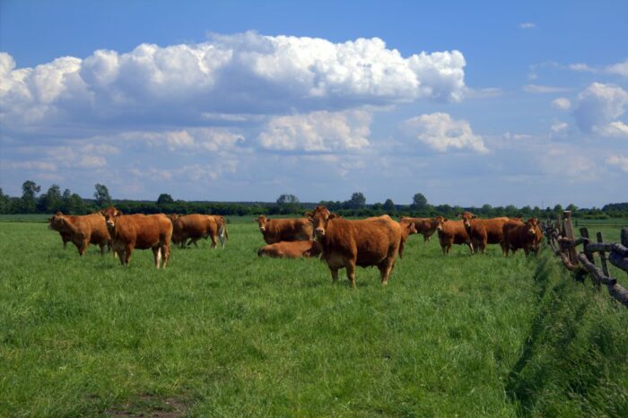 ubój gospodarczy, krir, krajowa rada izb rolniczych, ministerstwo rolnictwa