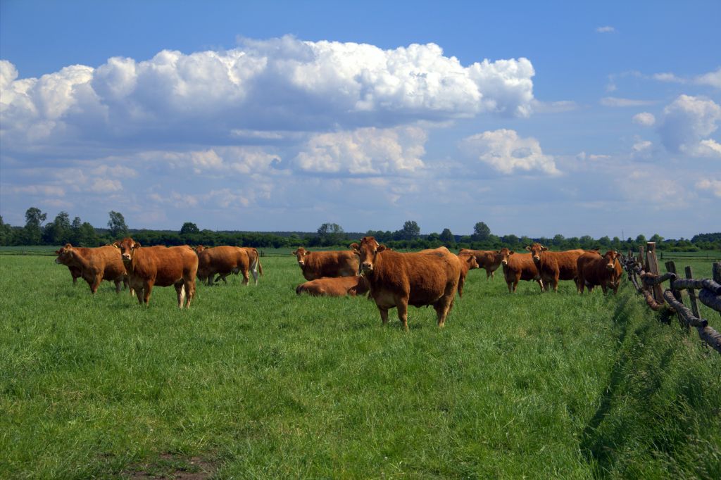 ubój gospodarczy, krir, krajowa rada izb rolniczych, ministerstwo rolnictwa