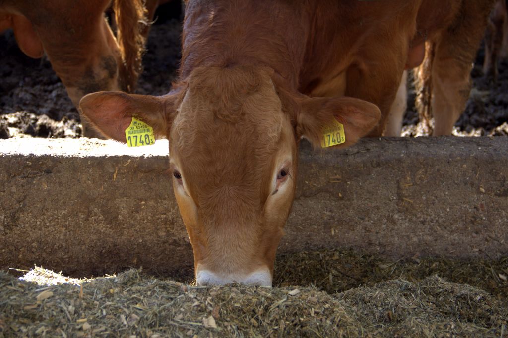 Agro Bieganów, Zygmunt Jodko, limousine, bydło mięsne