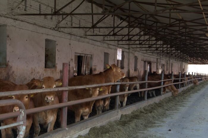 Agro Bieganów, Zygmunt Jodko, limousine, bydło mięsne