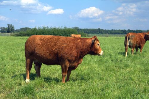 Agro Bieganów, Zygmunt Jodko, limousine, bydło mięsne