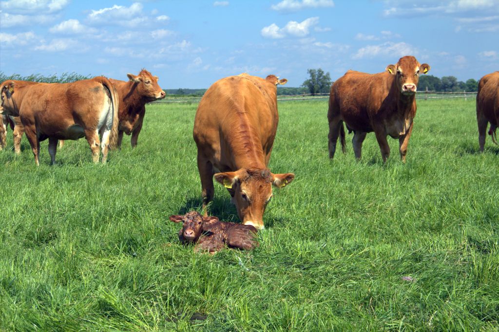 hodowla zwierząt, materiał genetyczny zwierząt, zwierzęta gospodarskie, kowr, Instytut Zootechniki