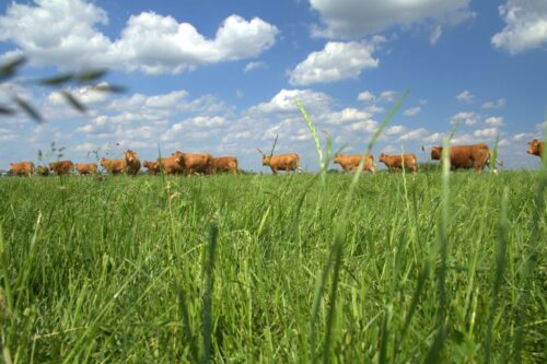 bezmięsne mięso, Impossible Foods, hem, sojowa leghemoglobina